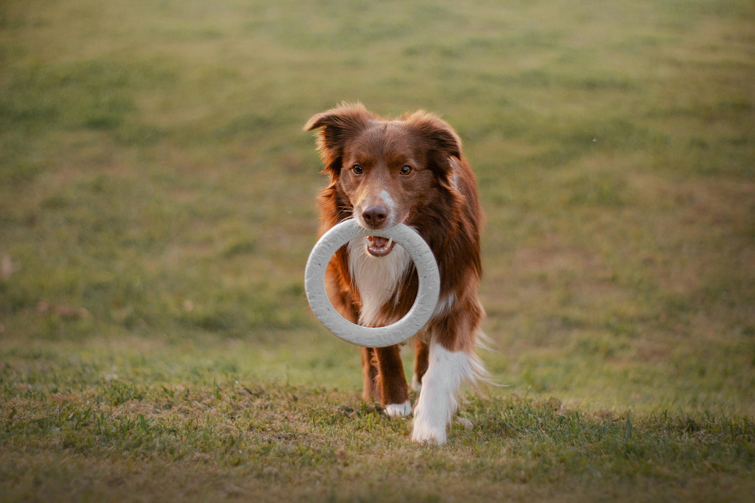 chien dans un champ avec un jouet en forme d'anneau xxl