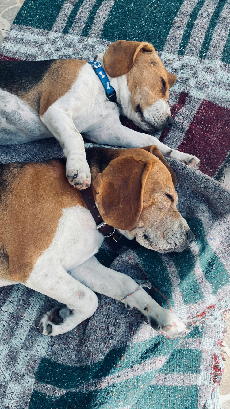 2 chiens endormis sur une couverture