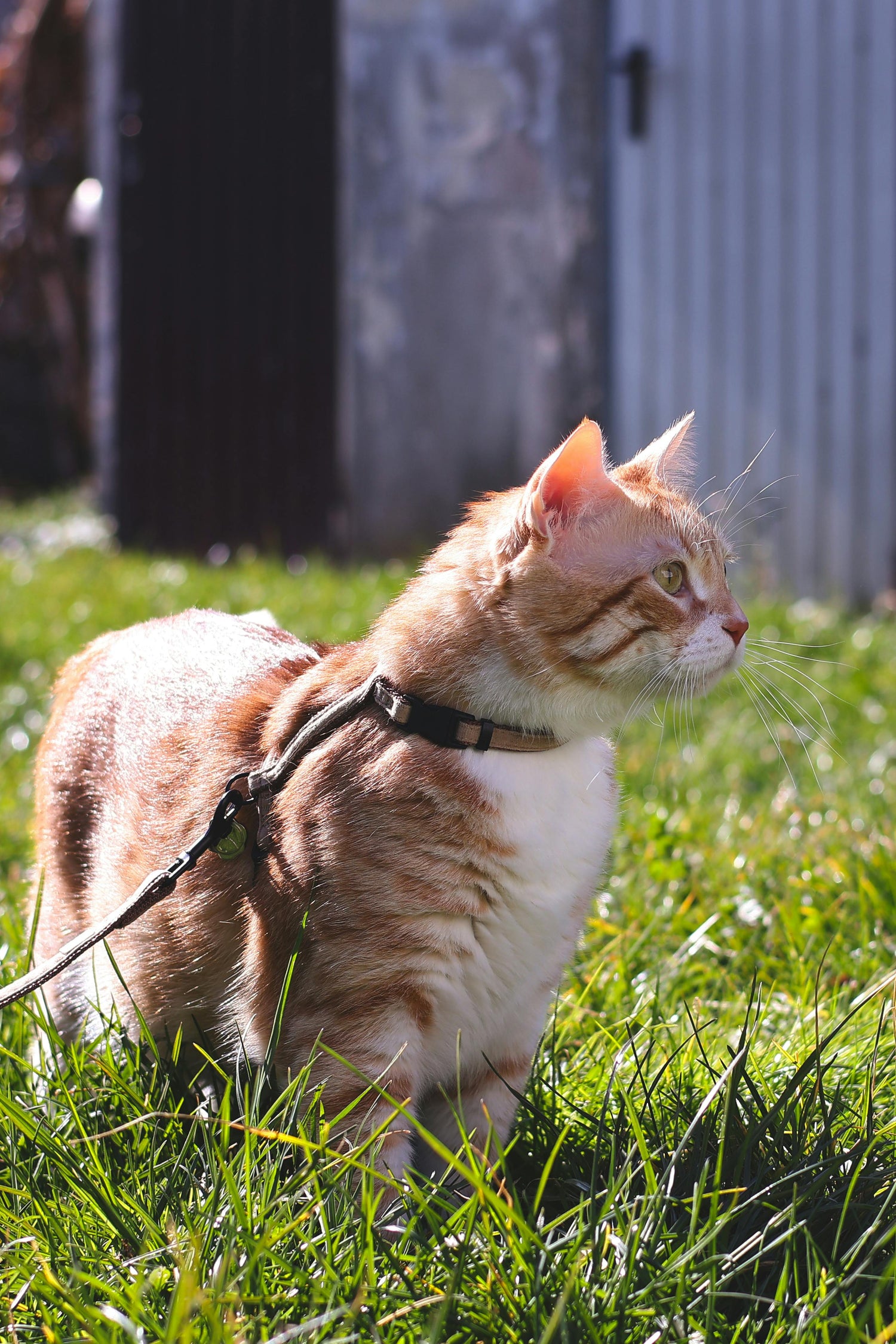 Harnais pour chat avec laisse assortie – confort et maintien