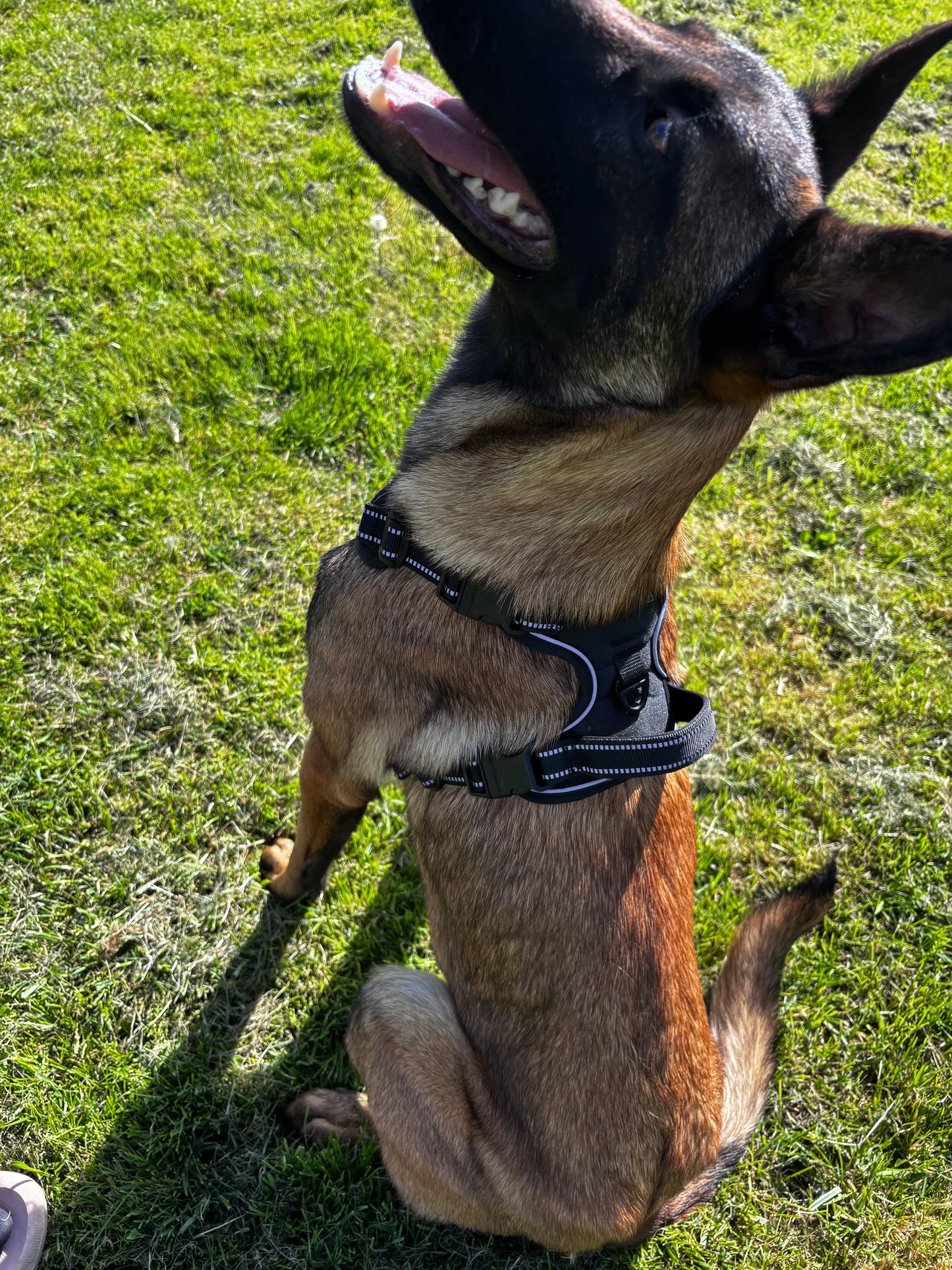 Harnais anti-traction pour chien Confort & contrôle ajustable