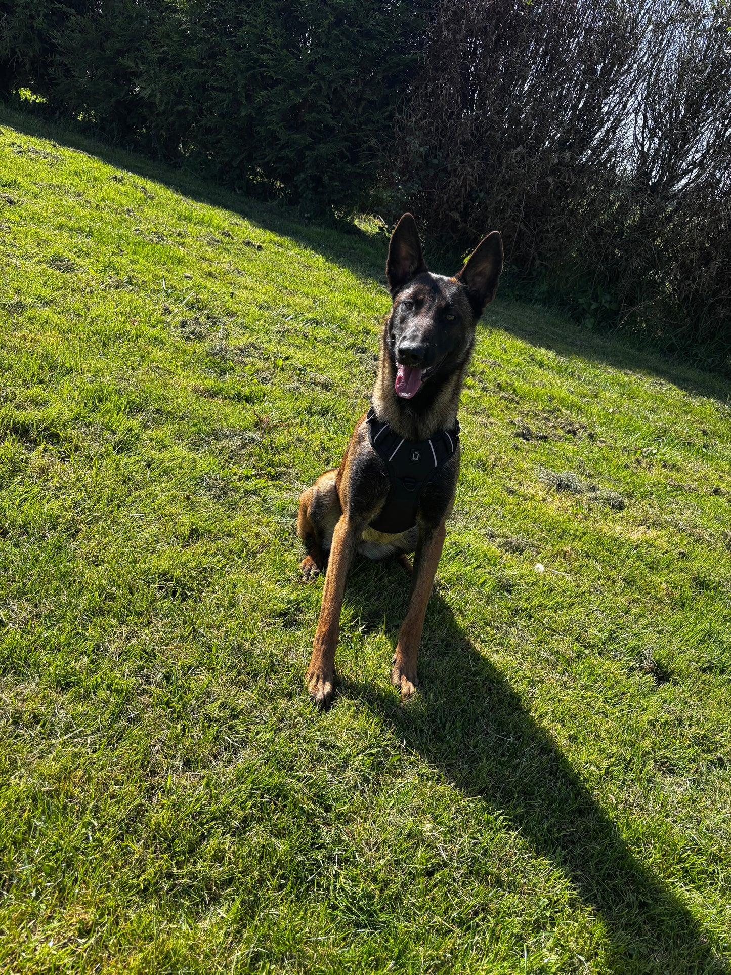 Harnais anti-traction pour chien Confort & contrôle ajustable