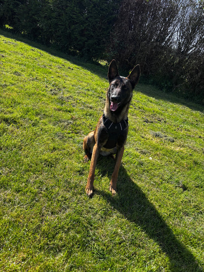 Harnais anti-traction pour chien Confort & contrôle ajustable