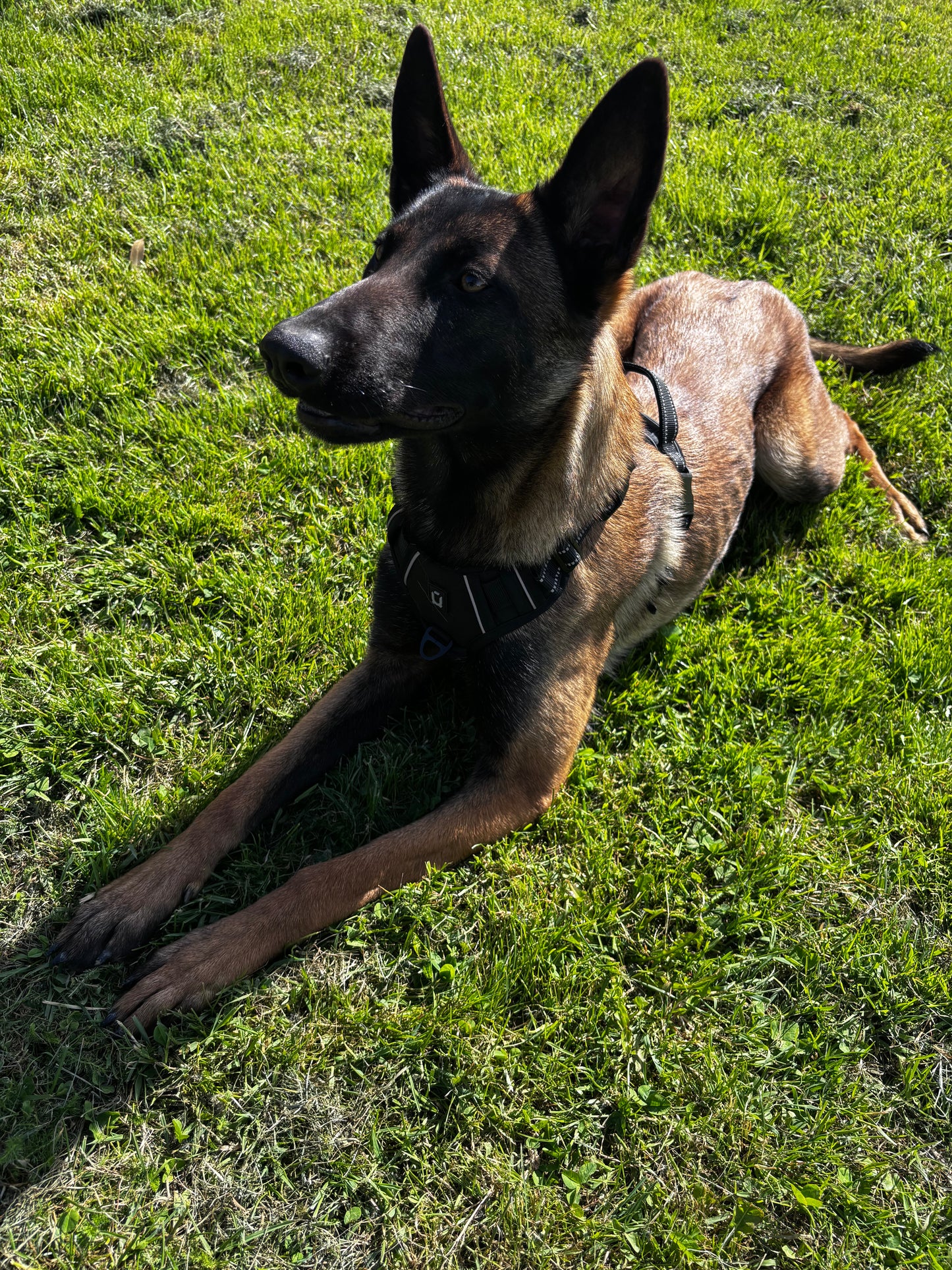 Harnais anti-traction pour chien Confort & contrôle ajustable