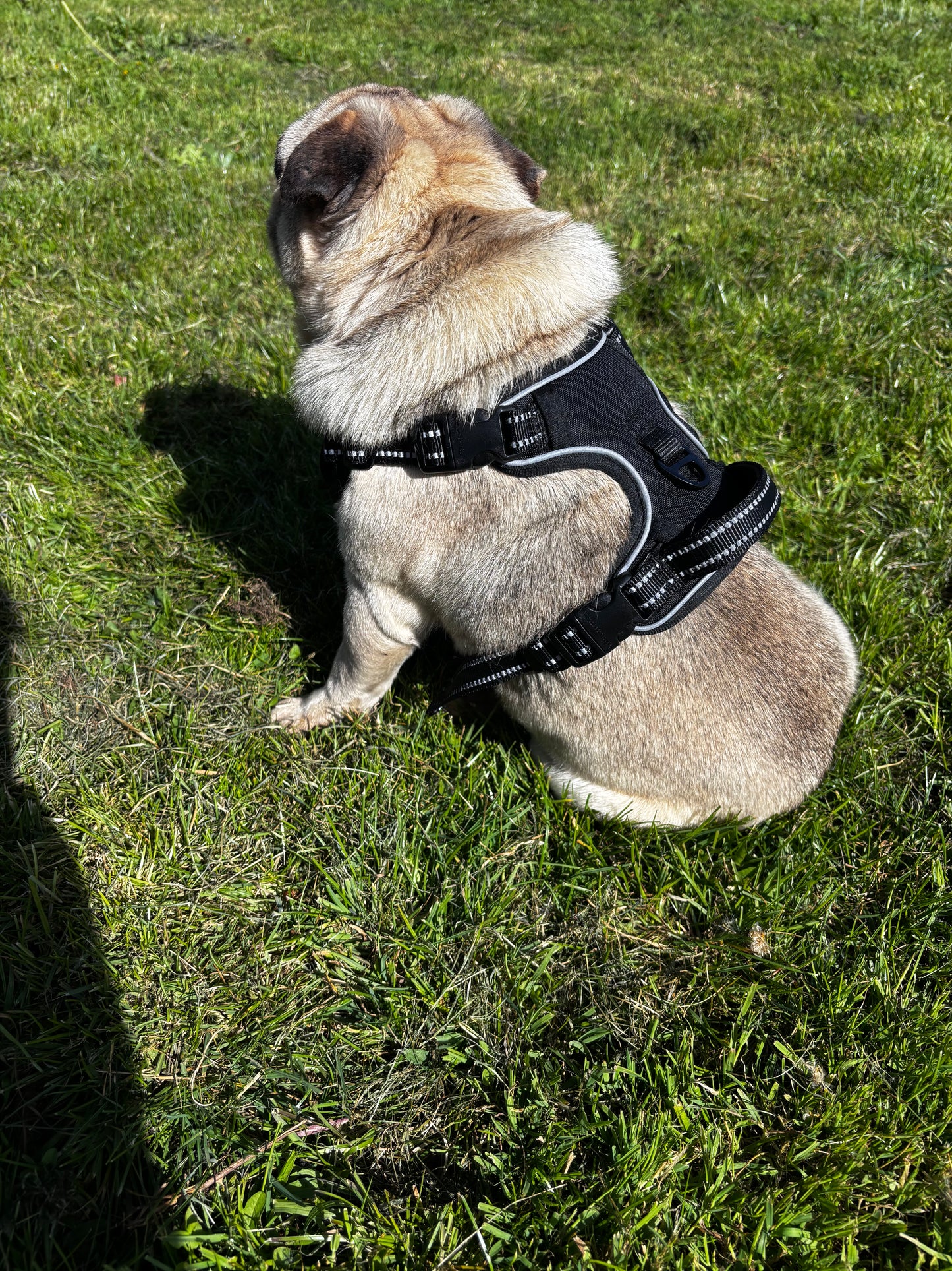 Harnais anti-traction pour chien Confort & contrôle ajustable