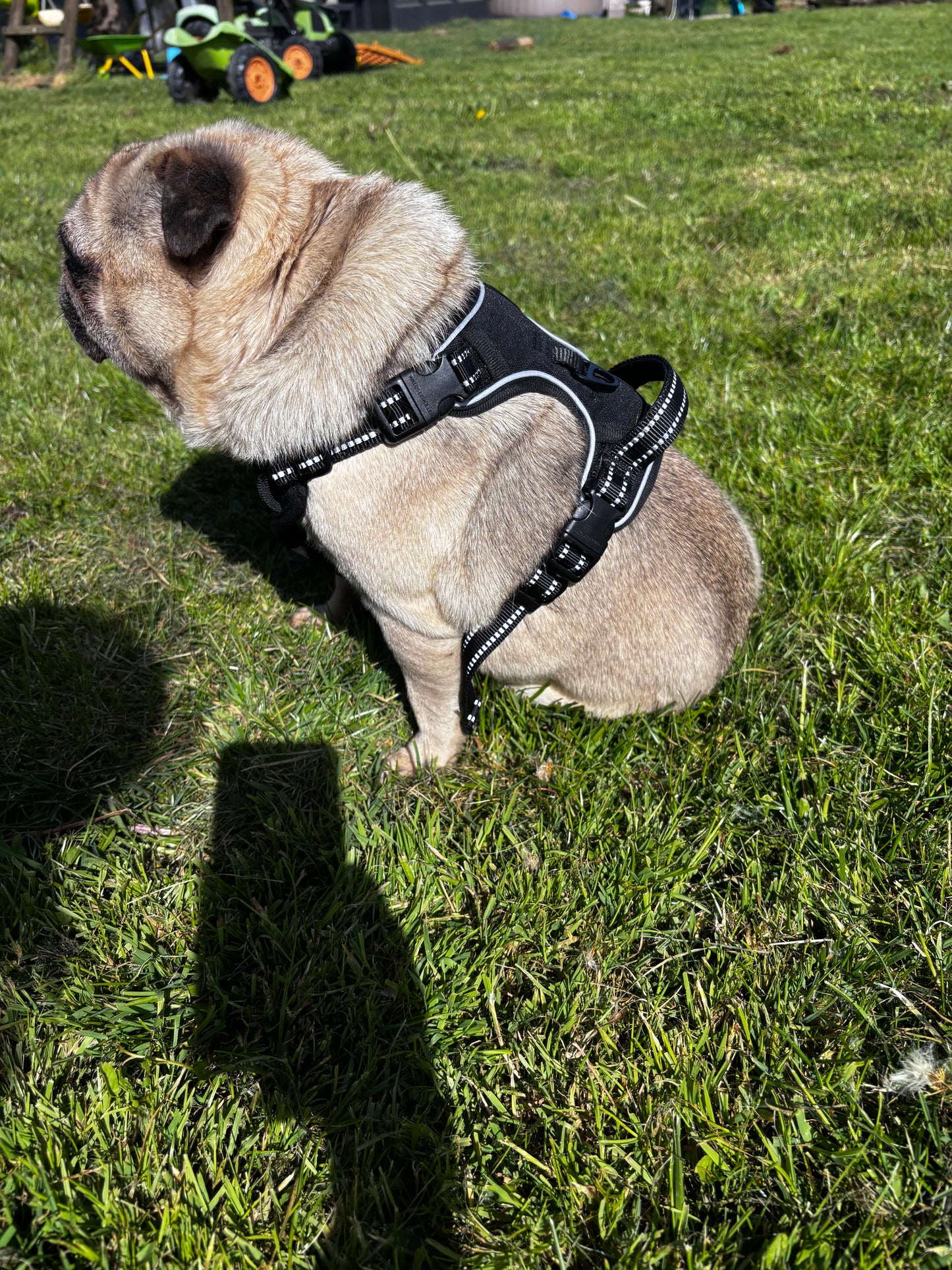 Harnais anti-traction pour chien Confort & contrôle ajustable