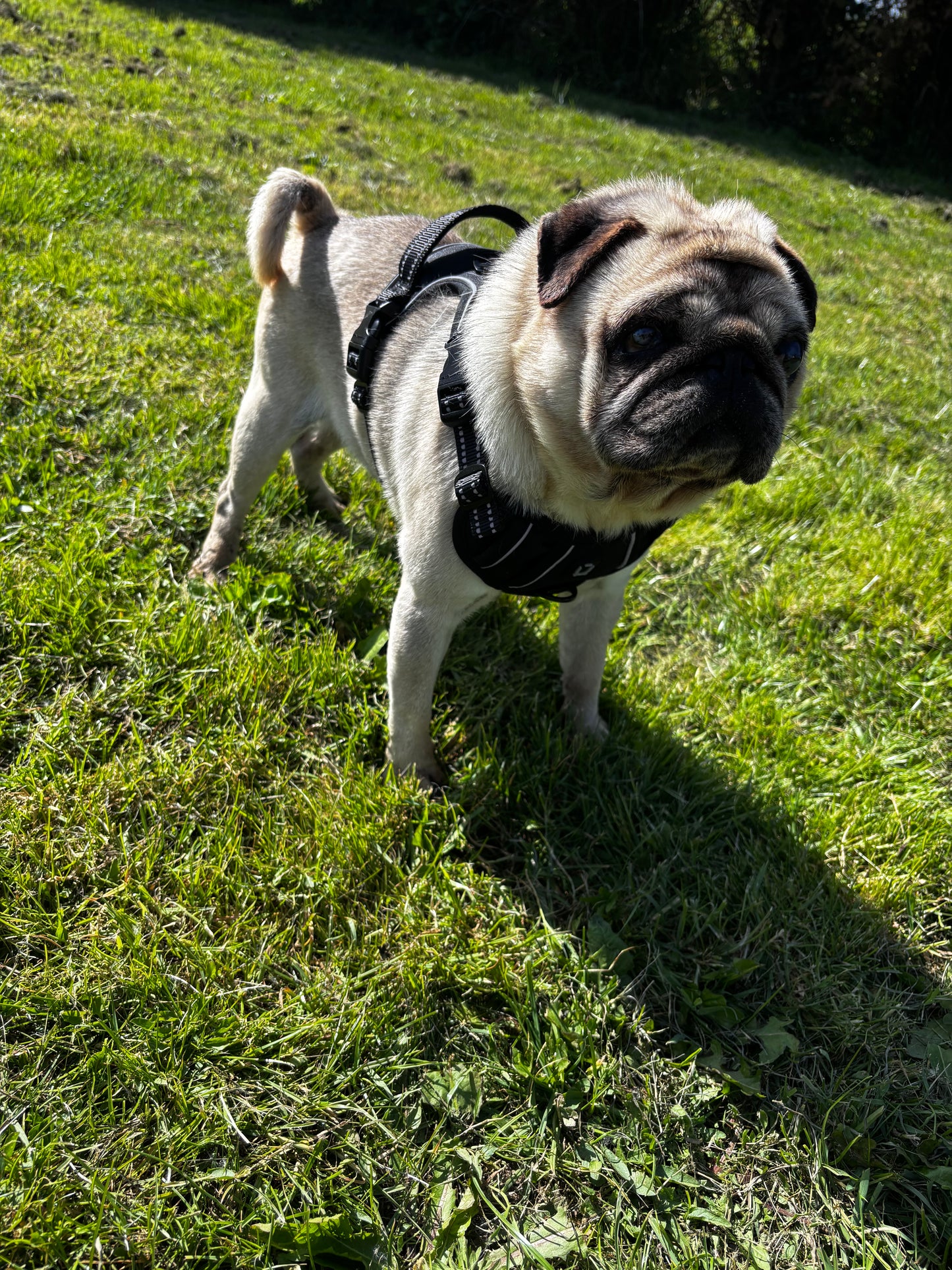 Harnais anti-traction pour chien Confort & contrôle ajustable