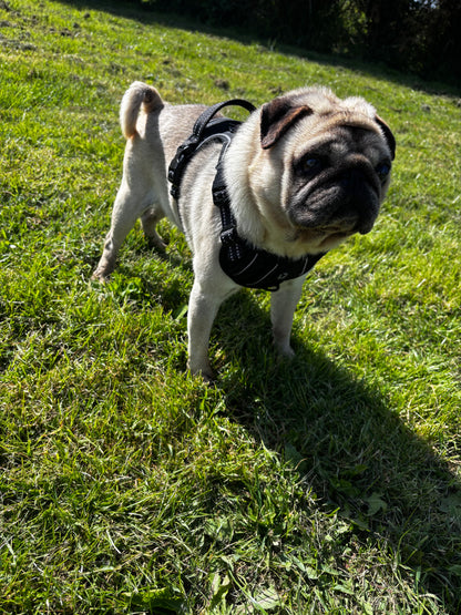 Harnais anti-traction pour chien Confort & contrôle ajustable