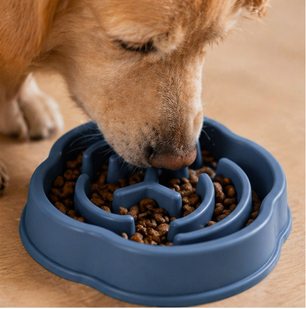 Chien qui mange dans une de nos gamelle anti glouton