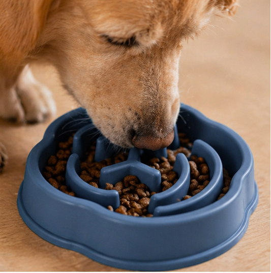 Chien qui mange dans une de nos gamelle anti glouton