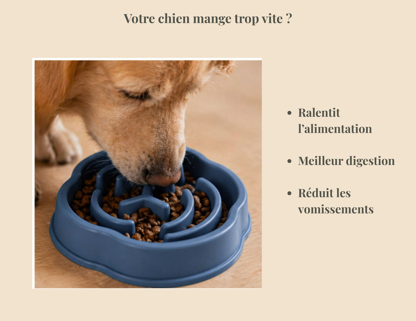 Slide de chien qui mange dans la gamelle anti glouton avec questionnement : "Votre chien mange trop vite?" bullet point: Ralentit l'alimentation, Meilleur digestion, réduit vomissements.
