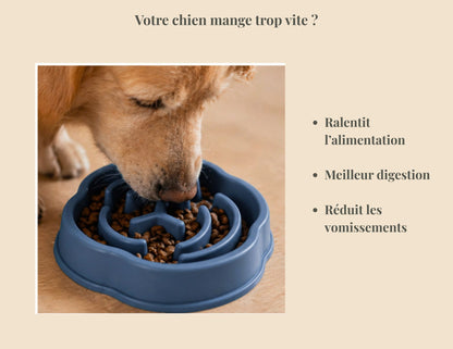 Slide de chien qui mange dans la gamelle anti glouton avec questionnement : "Votre chien mange trop vite?" bullet point: Ralentit l'alimentation, Meilleur digestion, réduit vomissements.
