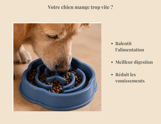 Slide de chien qui mange dans la gamelle anti glouton avec questionnement : "Votre chien mange trop vite?" bullet point: Ralentit l'alimentation, Meilleur digestion, réduit vomissements.